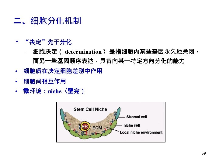 二、细胞分化机制 • “决定”先于分化 – 细胞决定（ determination ）是指细胞内某些基因永久地关闭， 而另一些基因顺序表达，具备向某一特定方向分化的能力 • 细胞质在决定细胞差别中作用 • 细胞间相互作用 • 微环境：niche（壁龛）