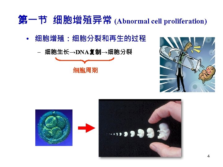 第一节 细胞增殖异常 (Abnormal cell proliferation) • 细胞增殖：细胞分裂和再生的过程 – 细胞生长→DNA复制→细胞分裂 细胞周期 4 