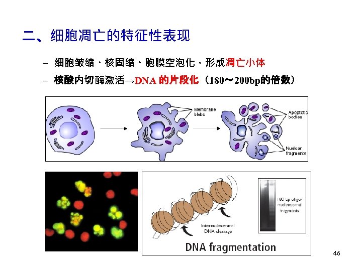 二、细胞凋亡的特征性表现 – 细胞皱缩、核固缩、胞膜空泡化，形成凋亡小体 – 核酸内切酶激活→DNA 的片段化（180～ 200 bp的倍数） 46 