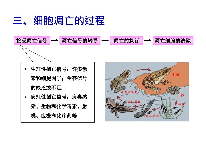 三、细胞凋亡的过程 接受凋亡信号的转导 • 生理性凋亡信号：许多激 素和细胞因子；生存信号 的缺乏或不足 • 病理性凋亡信号：病毒感 染、生物和化学毒素、射 线、应激和化疗药等 凋亡的执行 凋亡细胞的清除 