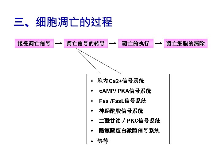 三、细胞凋亡的过程 接受凋亡信号的转导 凋亡的执行 • 胞内Ca 2+信号系统 • c. AMP/ PKA信号系统 • Fas /Fas. L信号系统