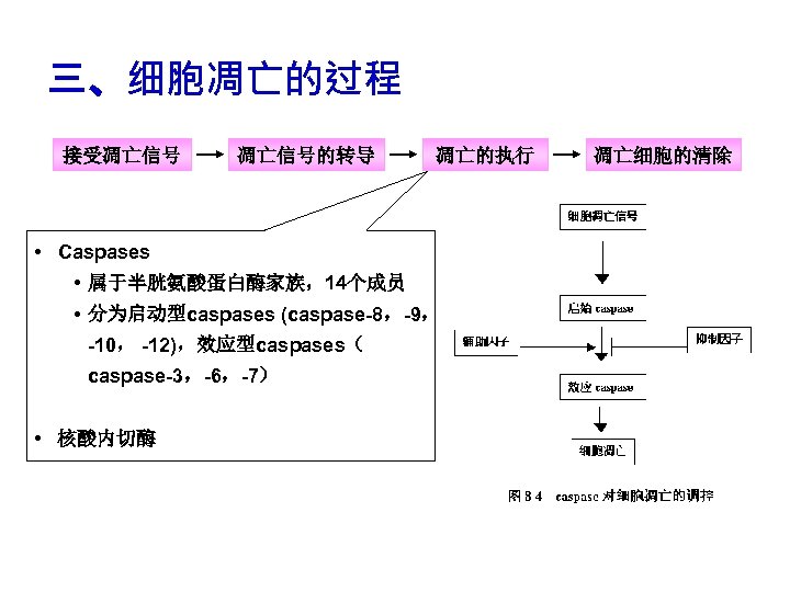 三、细胞凋亡的过程 接受凋亡信号的转导 凋亡的执行 • Caspases • 属于半胱氨酸蛋白酶家族，14个成员 • 分为启动型caspases (caspase-8，-9， -10， -12)，效应型caspases（ caspase-3，-6，-7） •