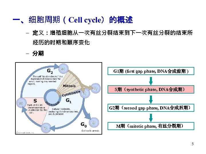 一、细胞周期（Cell cycle）的概述 – 定义：增殖细胞从一次有丝分裂结束到下一次有丝分裂的结束所 经历的时期和顺序变化 – 分期 G 1期 (first gap phase, DNA合成前期 )