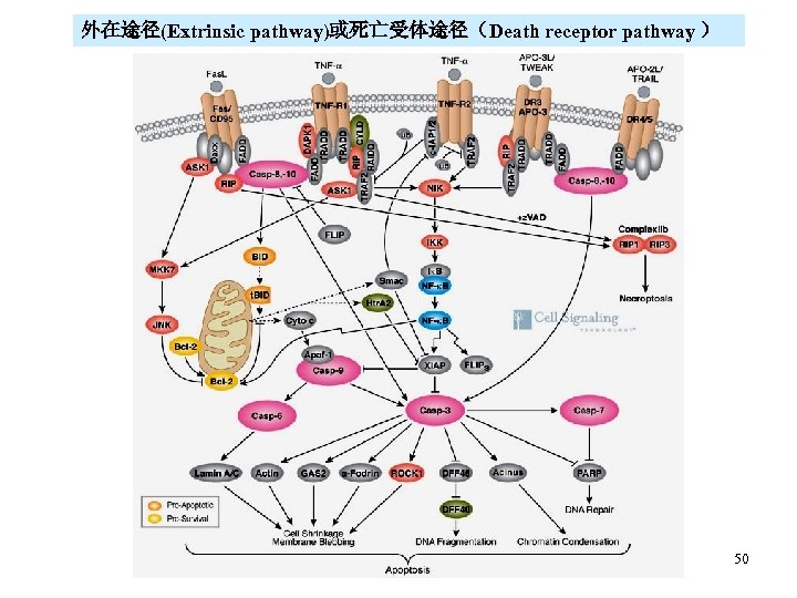 外在途径(Extrinsic pathway)或死亡受体途径（Death receptor pathway ） 50 