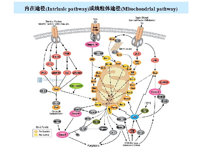 内在途径(Intrinsic pathway)或线粒体途径(Mitochondrial pathway) 