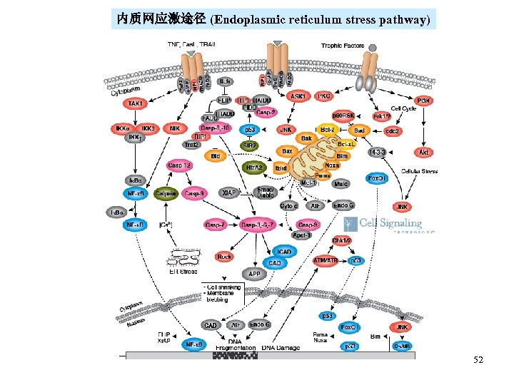 内质网应激途径 (Endoplasmic reticulum stress pathway) 52 