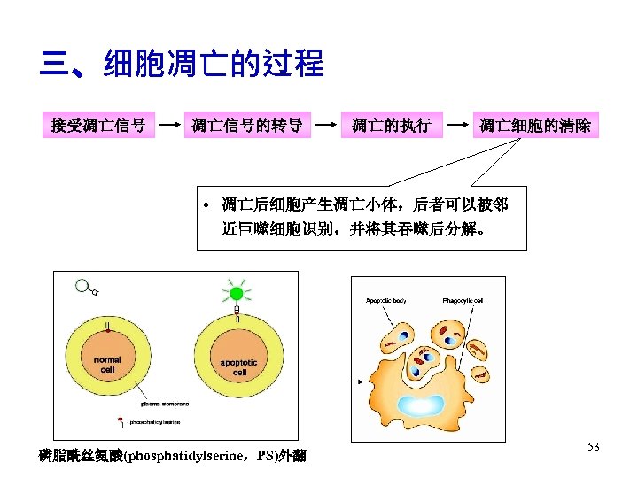 三、细胞凋亡的过程 接受凋亡信号的转导 凋亡的执行 凋亡细胞的清除 • 凋亡后细胞产生凋亡小体，后者可以被邻 近巨噬细胞识别，并将其吞噬后分解。 磷脂酰丝氨酸(phosphatidylserine，PS)外翻 53 