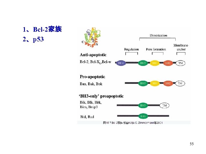 1、Bcl-2家族 2、p 53 55 