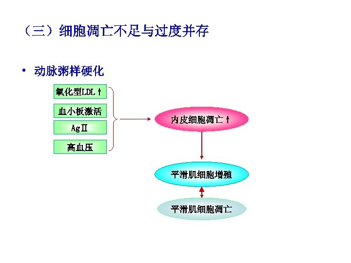 （三）细胞凋亡不足与过度并存 • 动脉粥样硬化 氧化型LDL↑ 血小板激活 AgⅡ 内皮细胞凋亡↑ 高血压 平滑肌细胞增殖 平滑肌细胞凋亡 