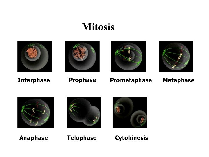 Mitosis Interphase Prometaphase Anaphase Telophase Cytokinesis Metaphase 