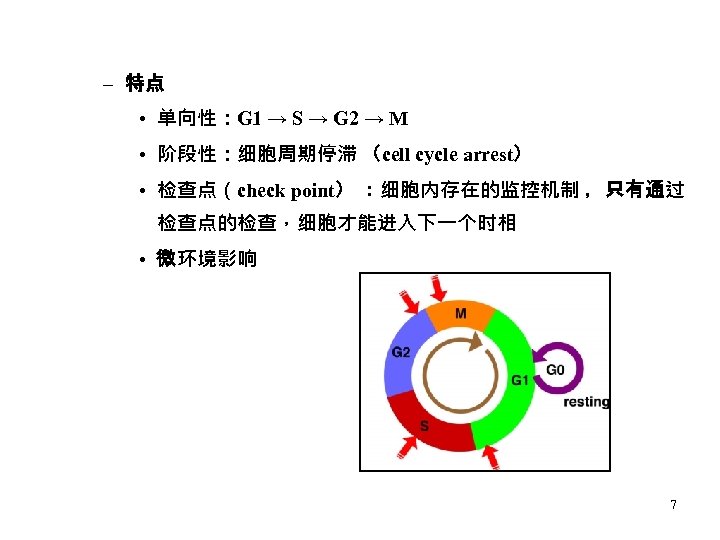 – 特点 • 单向性：G 1 → S → G 2 → M • 阶段性：细胞周期停滞