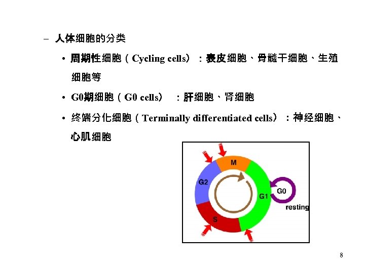 – 人体细胞的分类 • 周期性细胞（Cycling cells）：表皮细胞、骨髓干细胞、生殖 细胞等 • G 0期细胞（G 0 cells） ：肝细胞、肾细胞 • 终端分化细胞（Terminally