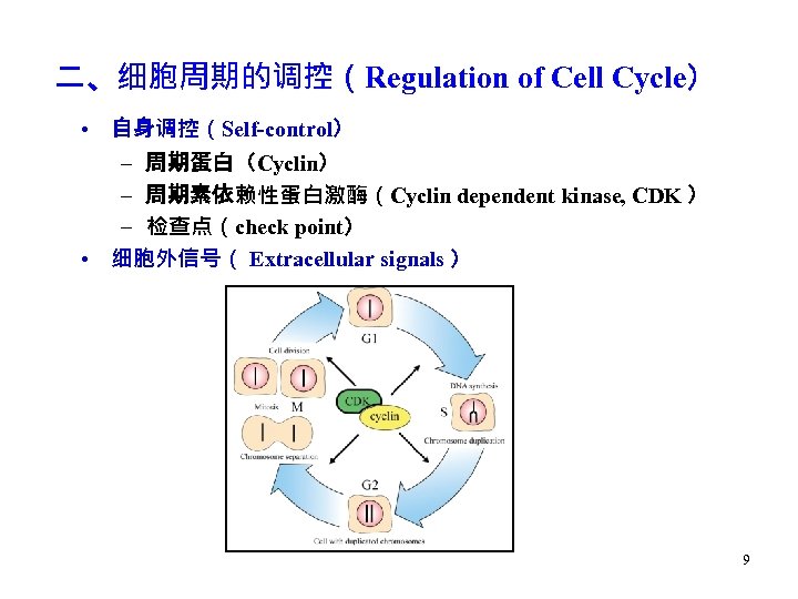 二、细胞周期的调控（Regulation of Cell Cycle） • 自身调控（Self-control） – 周期蛋白（Cyclin） – 周期素依赖性蛋白激酶（Cyclin dependent kinase, CDK ）