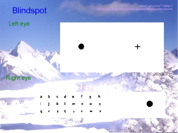 Blindspot Left eye Right eye color? structure? motion? http: //ourworld. compuserve. com/homepages/cuius/idle/percept/blindspot. htm 