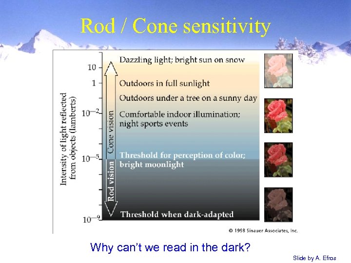 Rod / Cone sensitivity Why can’t we read in the dark? Slide by A.