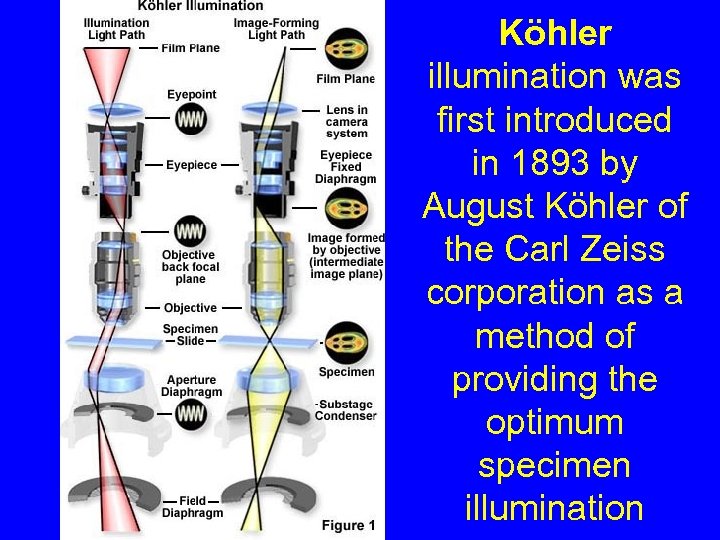 Köhler illumination was first introduced in 1893 by August Köhler of the Carl Zeiss
