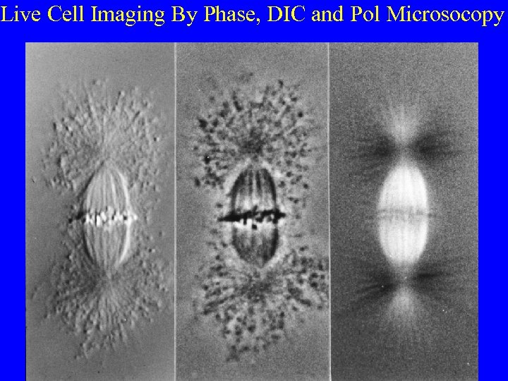 Live Cell Imaging By Phase, DIC and Pol Microsocopy 