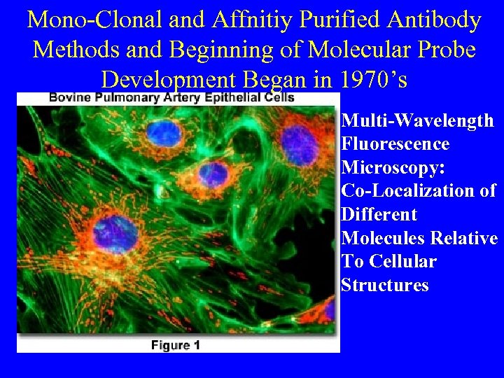 Mono-Clonal and Affnitiy Purified Antibody Methods and Beginning of Molecular Probe Development Began in