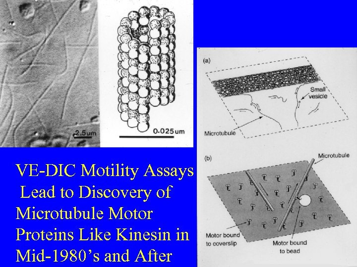 VE-DIC Motility Assays Lead to Discovery of Microtubule Motor Proteins Like Kinesin in Mid-1980’s