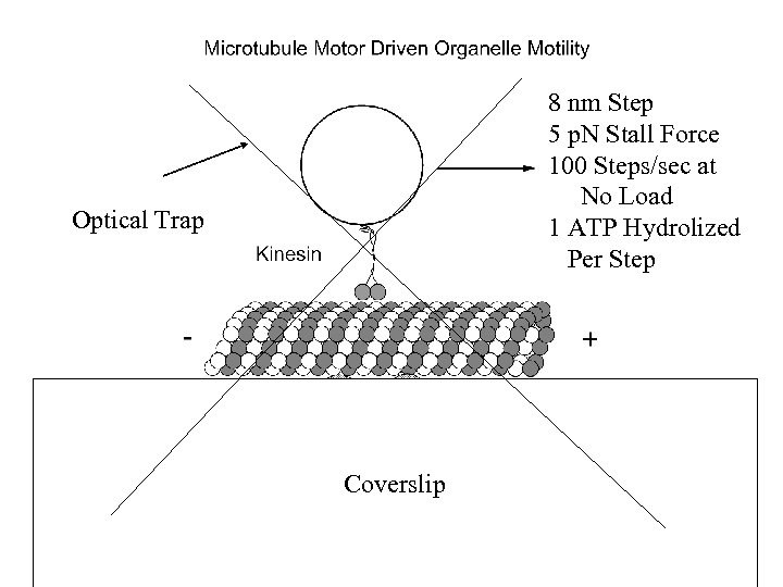 8 nm Step 5 p. N Stall Force 100 Steps/sec at No Load 1