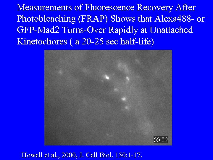 Measurements of Fluorescence Recovery After Photobleaching (FRAP) Shows that Alexa 488 - or GFP-Mad