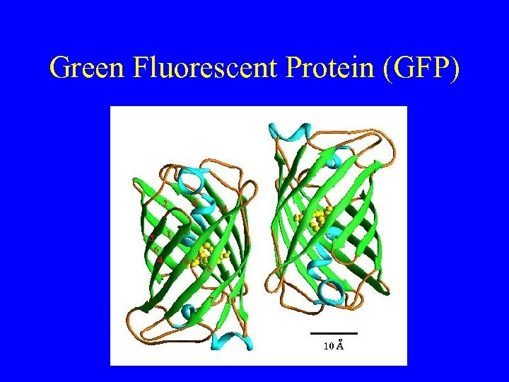 Green Fluorescent Protein (GFP) 