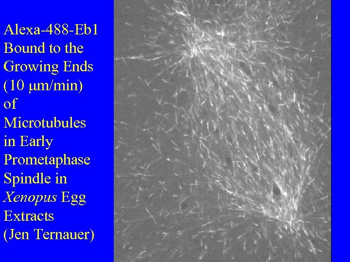 Alexa-488 -Eb 1 Bound to the Growing Ends (10 mm/min) of Microtubules in Early