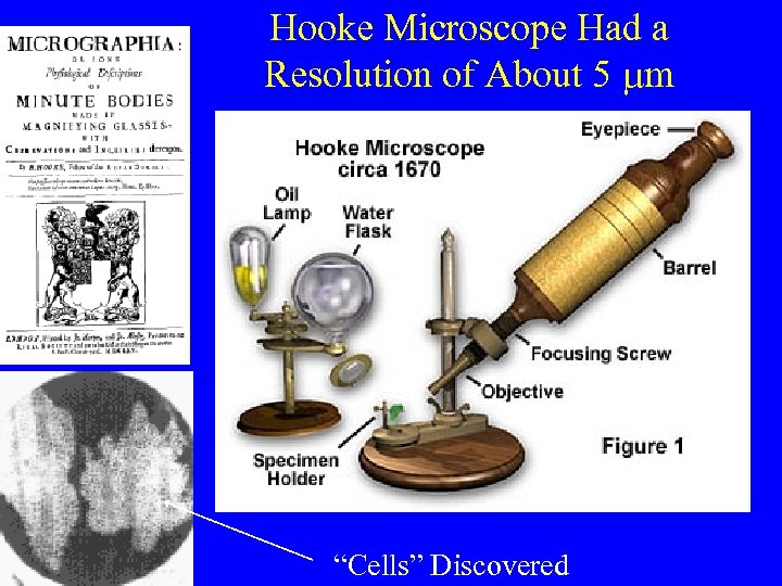 Hooke Microscope Had a Resolution of About 5 mm “Cells” Discovered 
