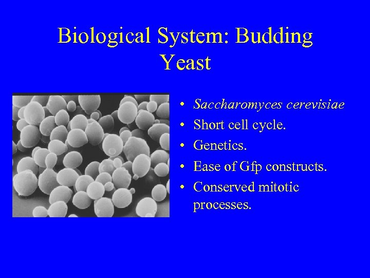 Biological System: Budding Yeast • • • Saccharomyces cerevisiae Short cell cycle. Genetics. Ease