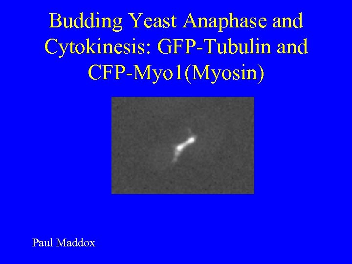 Budding Yeast Anaphase and Cytokinesis: GFP-Tubulin and CFP-Myo 1(Myosin) Paul Maddox 