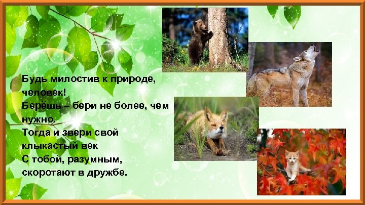 Будь милостив к природе, человек! Берёшь – бери не более, чем нужно. Тогда и