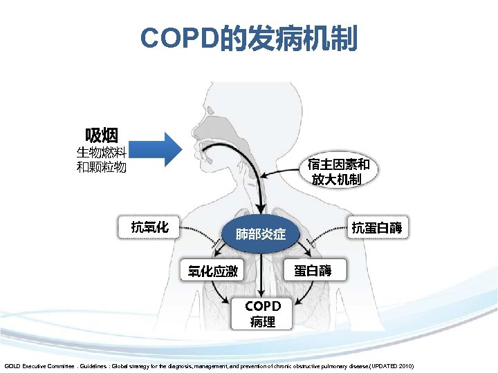 COPD的发病机制 吸烟 生物燃料 和颗粒物 宿主因素和 放大机制 抗氧化 抗蛋白酶 肺部炎症 蛋白酶 氧化应激 COPD 病理 GOLD