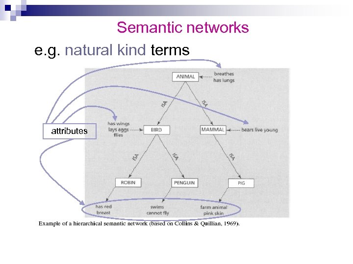 Semantic networks e. g. natural kind terms attributes 