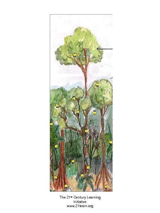 The 21 st Century Learning Initiative www. 21 learn. org 