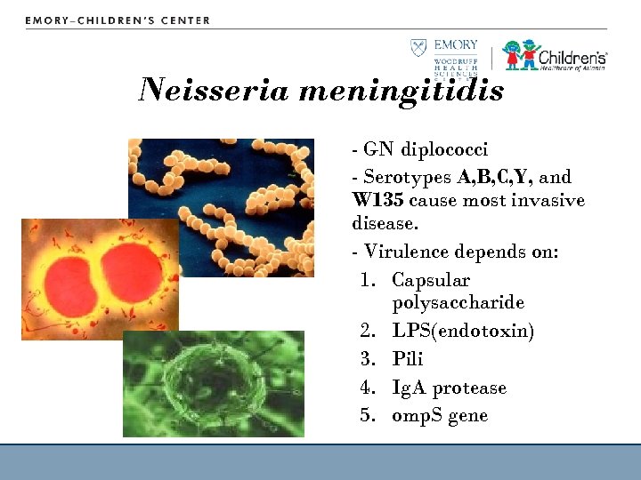 Neisseria meningitidis - GN diplococci - Serotypes A, B, C, Y, and W 135