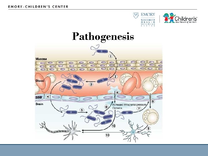 Pathogenesis 