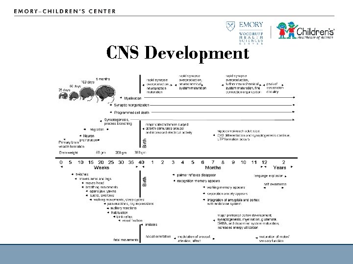 CNS Development 