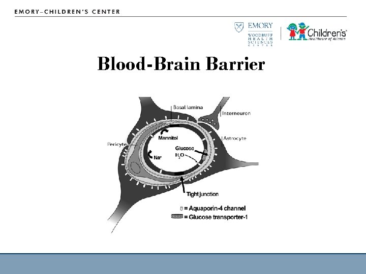 Blood-Brain Barrier 