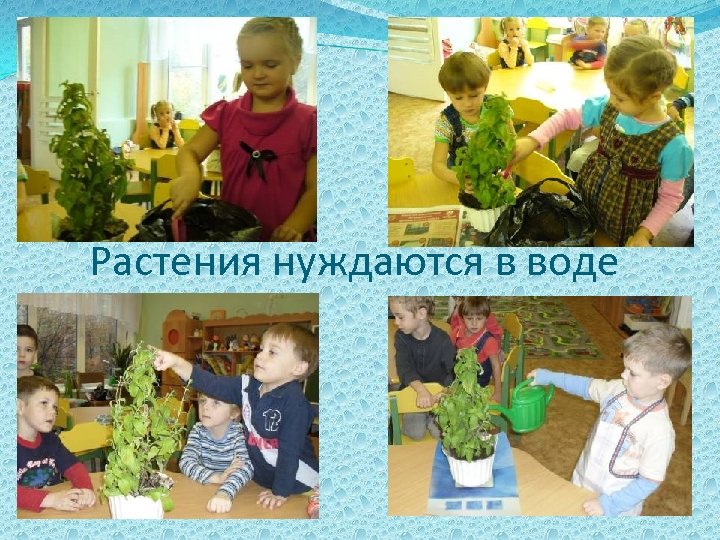 Растения нуждаются в воде 