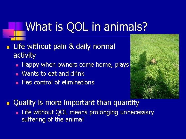 What is QOL in animals? n Life without pain & daily normal activity n