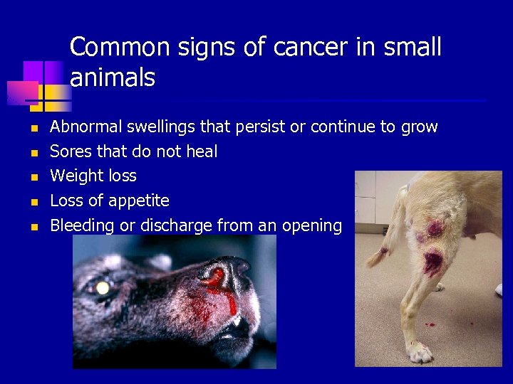 Common signs of cancer in small animals n n n Abnormal swellings that persist
