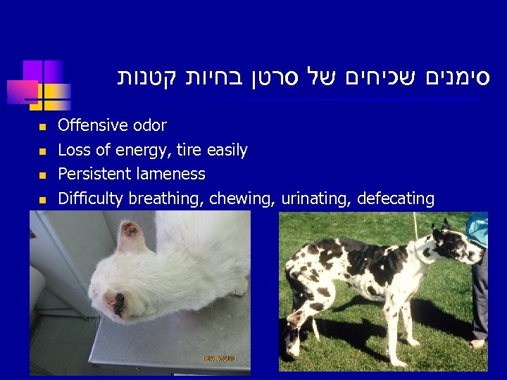  סימנים שכיחים של סרטן בחיות קטנות n n Offensive odor Loss of energy,
