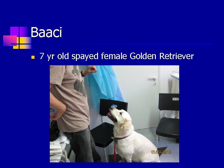 Baaci n 7 yr old spayed female Golden Retriever 