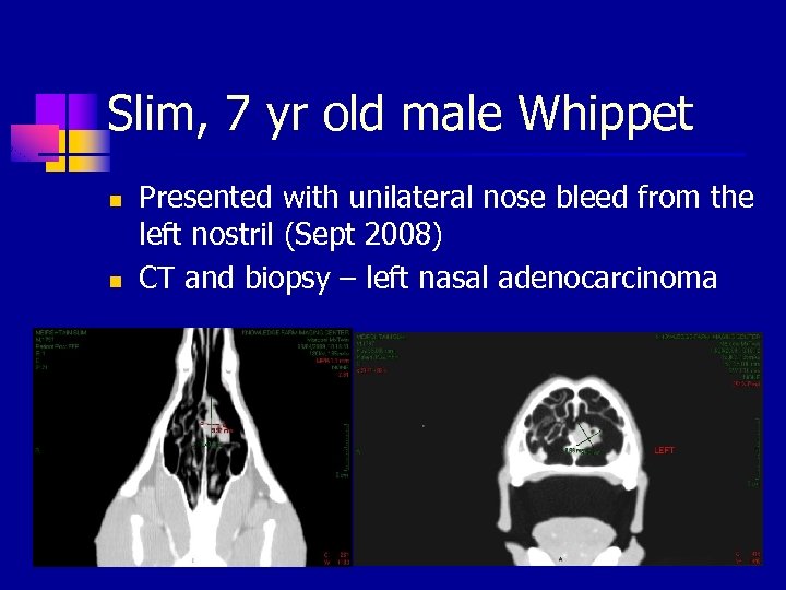 Slim, 7 yr old male Whippet n n Presented with unilateral nose bleed from