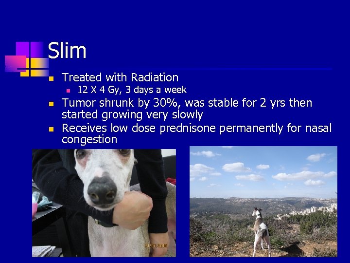 Slim n Treated with Radiation n 12 X 4 Gy, 3 days a week