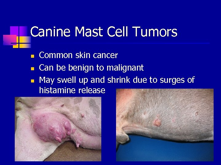 Canine Mast Cell Tumors n n n Common skin cancer Can be benign to