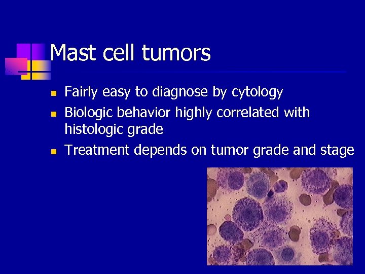 Mast cell tumors n n n Fairly easy to diagnose by cytology Biologic behavior
