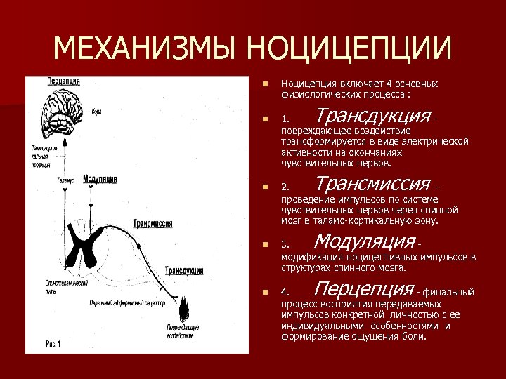 МЕХАНИЗМЫ НОЦИЦЕПЦИИ n Ноцицепция включает 4 основных физиологических процесса : n 1. - повреждающее