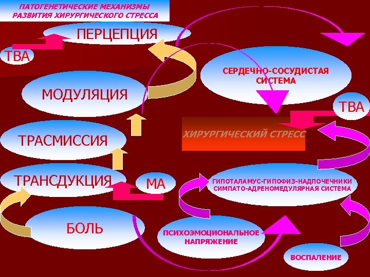 ПАТОГЕНЕТИЧЕСКИЕ МЕХАНИЗМЫ РАЗВИТИЯ ХИРУРГИЧЕСКОГО СТРЕССА ПЕРЦЕПЦИЯ ТВА СЕРДЕЧНО-СОСУДИСТАЯ СИСТЕМА МОДУЛЯЦИЯ ТВА ХИРУРГИЧЕСКИЙ СТРЕСС ТРАСМИССИЯ