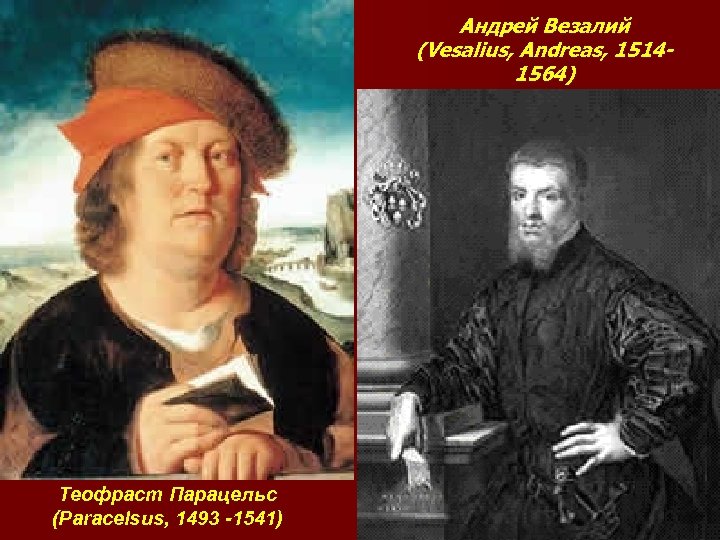 Андрей Везалий (Vesalius, Andreas, 15141564) Теофраст Парацельс (Paracelsus, 1493 -1541) 
